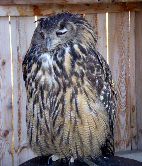 Spotting Image 1