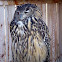 Eurasian Eagle Owl