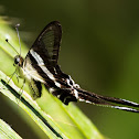 White Dragontail