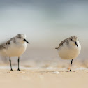 Sanderlings