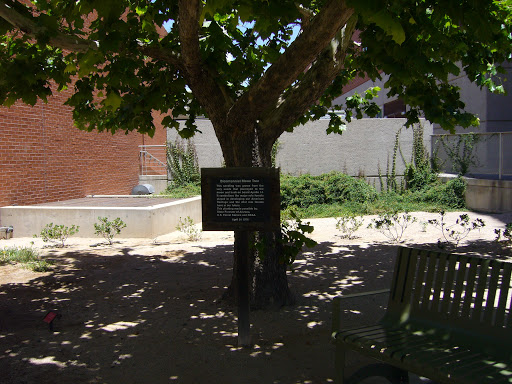 Bicentennial Moon Tree