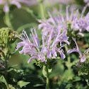 bee balm