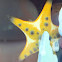 Horned Sea Star