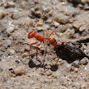 California harvester ant