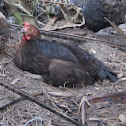 Hen