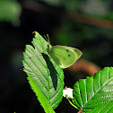 Small White