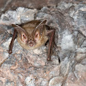 Townsend's big-eared bat