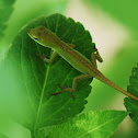 Carolina Anole