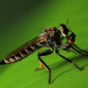 Robber Fly