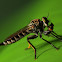 Robber Fly