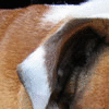 [bulldog-animated[3].gif]