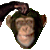 Monkey23