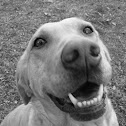 yellow lab golden retriever