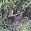Some type ? of Frog