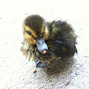 Mallard