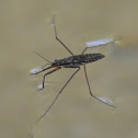 Water striders