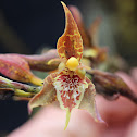 orchid