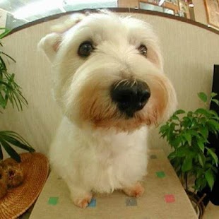 How to install DOG Wallpapers v1 1.1 apk for laptop