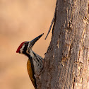 White-naped Woodpecker