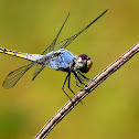 Yellow-tailed Ashy Skimmer