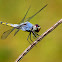 Yellow-tailed Ashy Skimmer