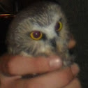 Northern Saw-whet Owl