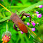 Leaf footed bug squash bug
