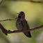 Hummingbird