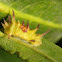 Limacodidae Caterpillar