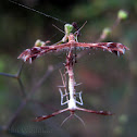 Plume moth