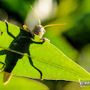 Grasshoppers