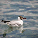 Brown-headed Gull