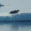 Ringed Seal