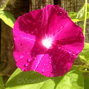 Morning Glory, Scarlett O'Hara