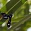Polka-dot Wasp Moth