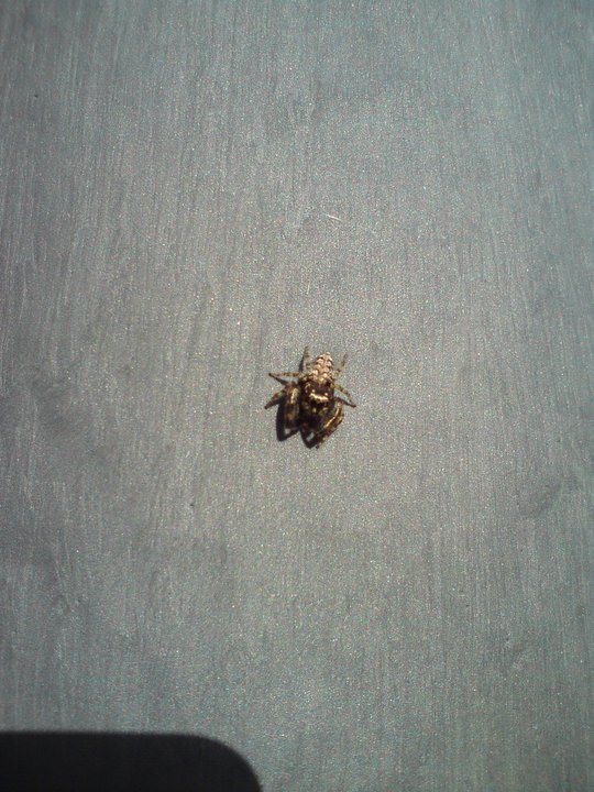 Jumping Spider