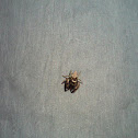 Jumping Spider