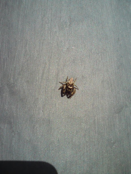 Spotting Image 1