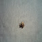 Jumping Spider