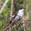 Pied Flycatcher; Papamoscas Cerrojillo - male