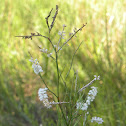 Giant spiral lady's tresses