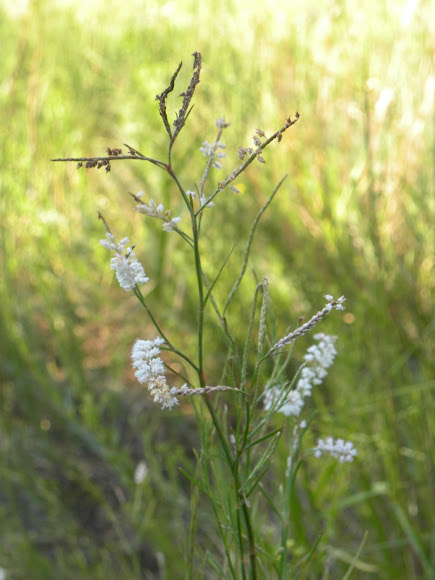 Spotting Image 1
