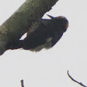 Yellow-tufted Woodpecker