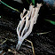 Artomyces austropiperatus