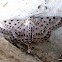 Geometrid Moth