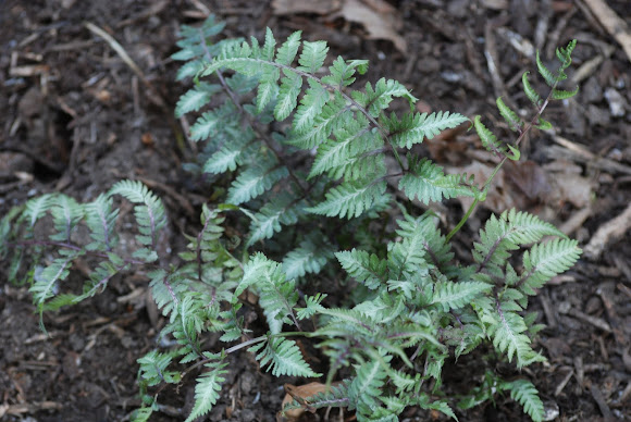 Spotting Image 1
