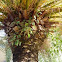 Planta parásita en palmera