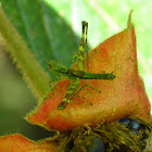 Saltamontes
