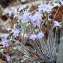 Hepatica
