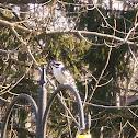 Downy Woodpecker